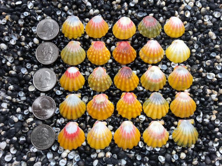 3044 lot of sunrises shells