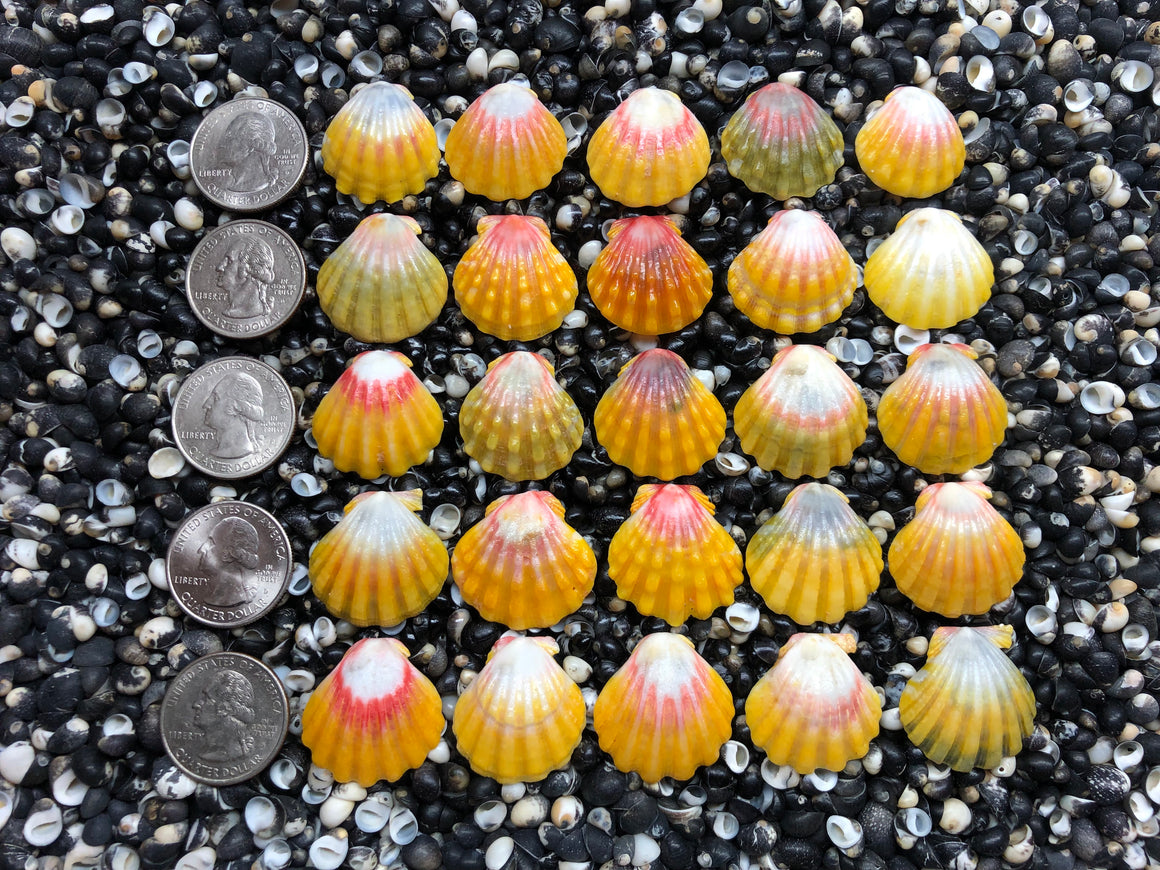 3044 lot of sunrises shells