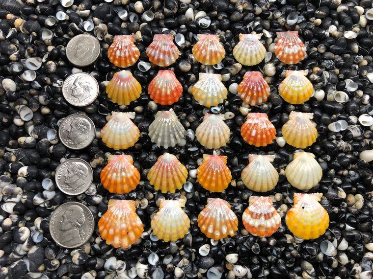 3045 lot of sunrises shells