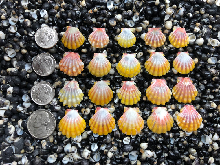 3046 lot of sunrises shells