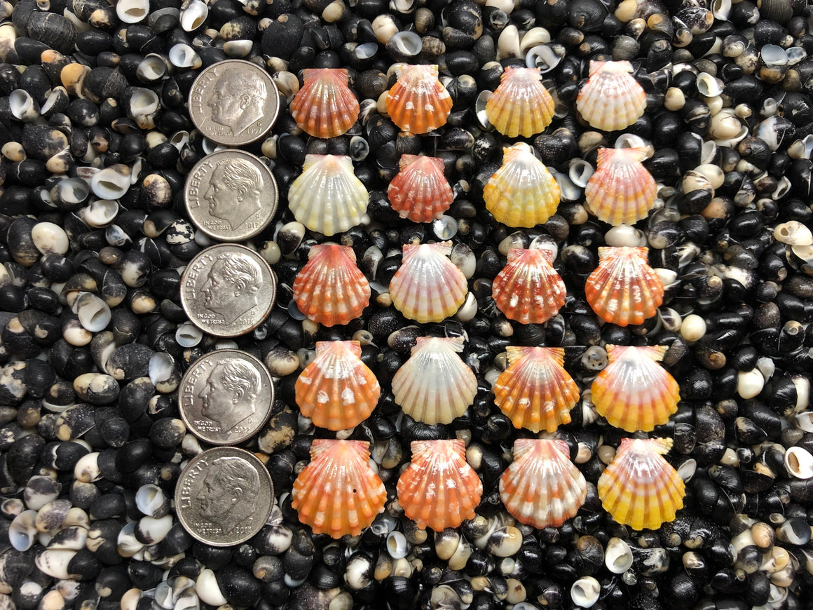 3049 lot of sunrise shells