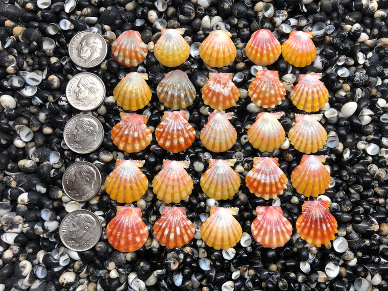 3050 lot of sunrise shells