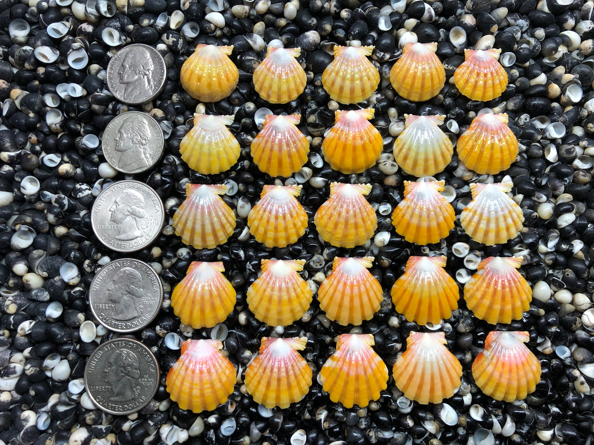 3068 lot of sunrise shells