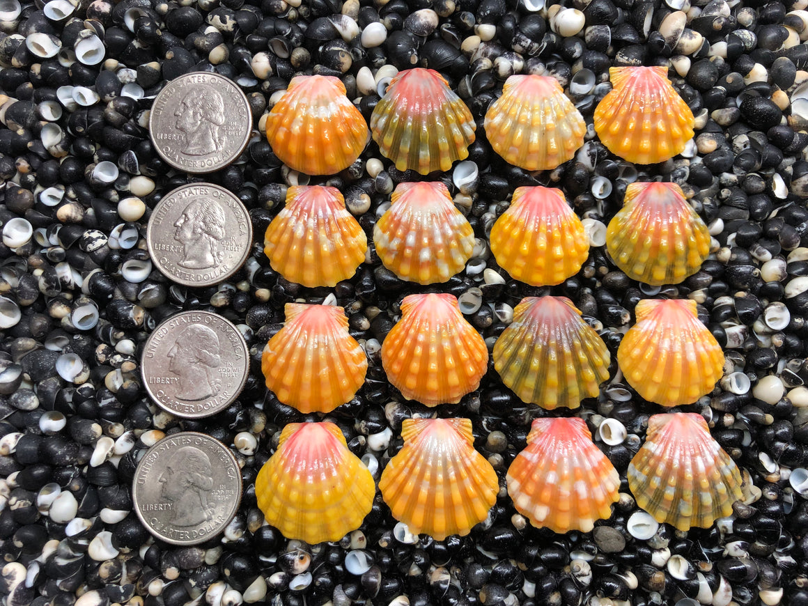 3071 lot of sunrise shells