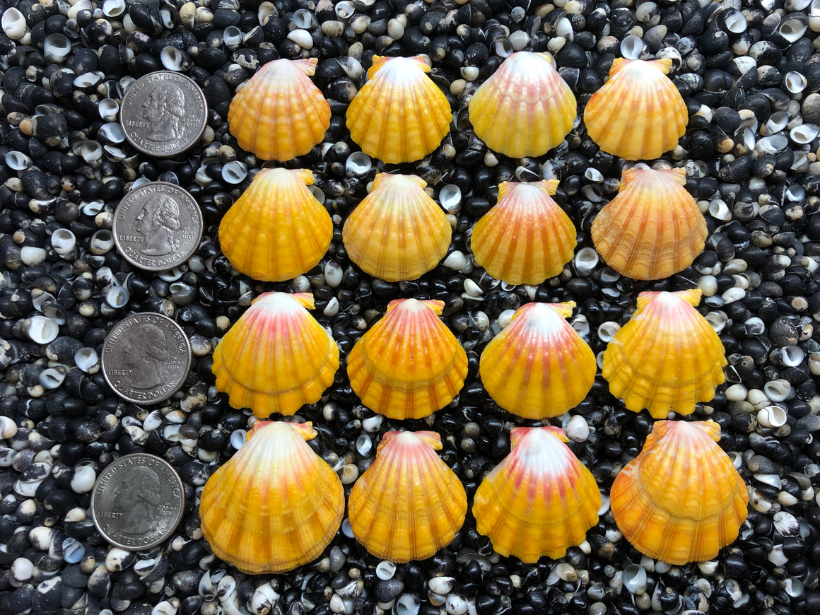 3074 lot of sunrise shells