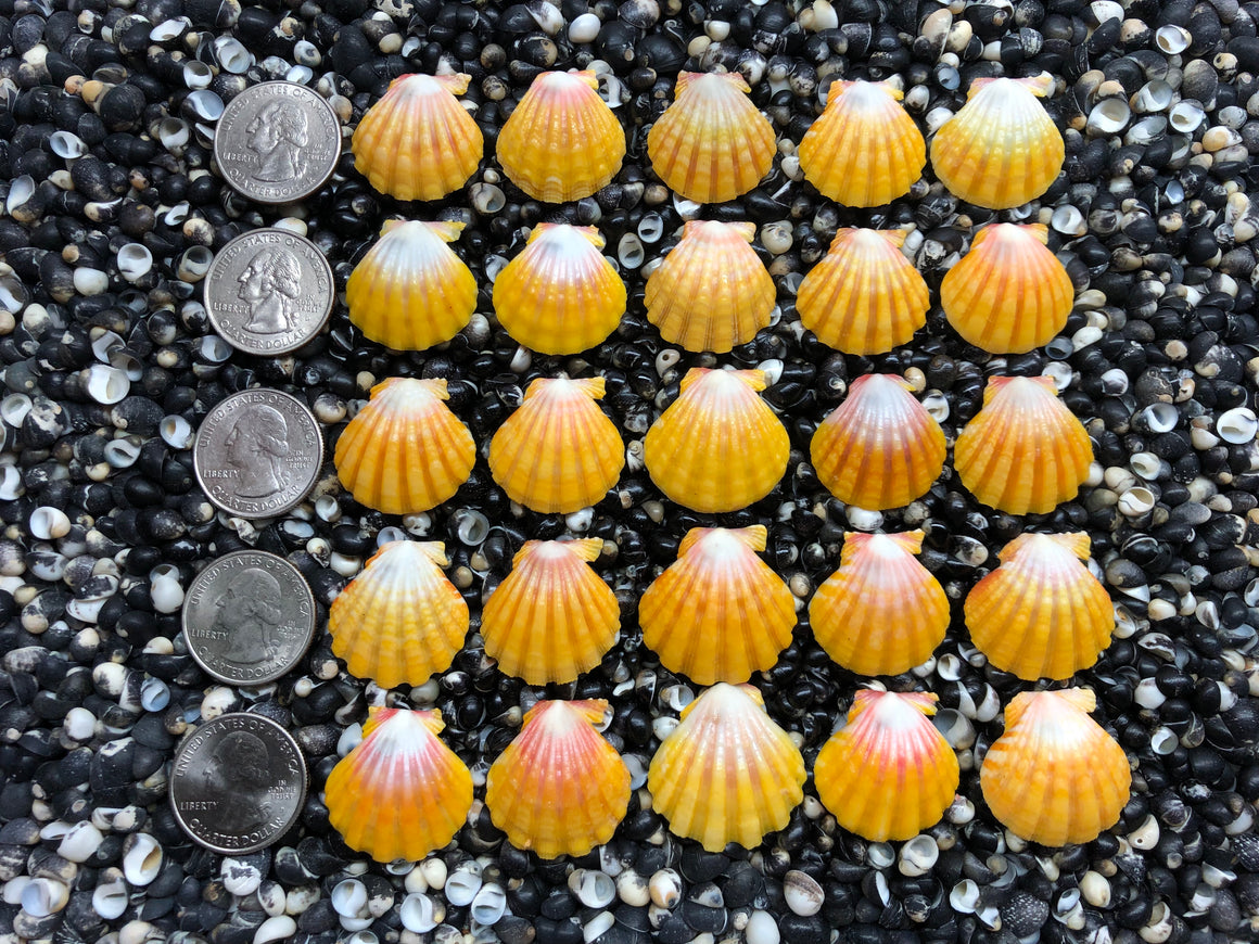 3078 lot of sunrise shells