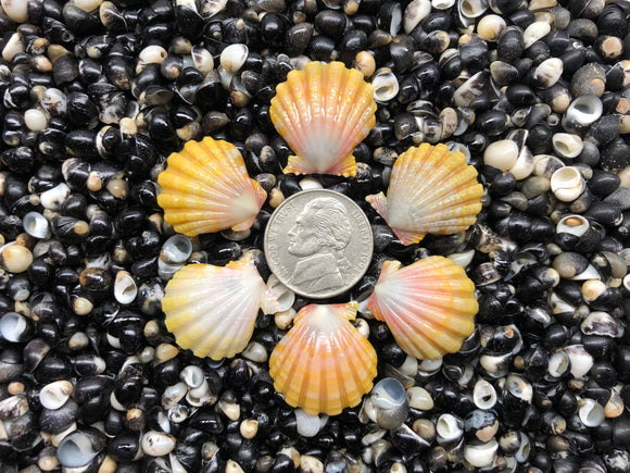 Size: Nickel (Medium)