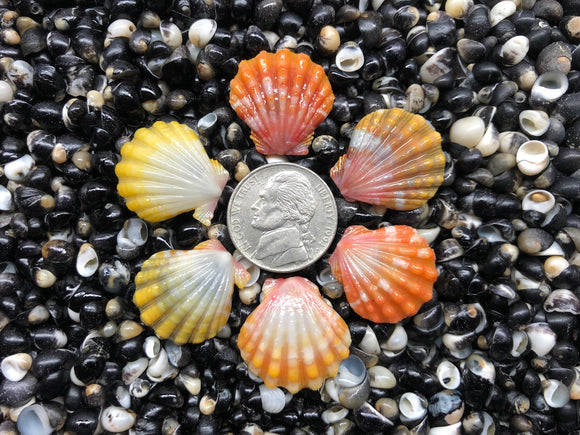 Size: Nickel (Medium)