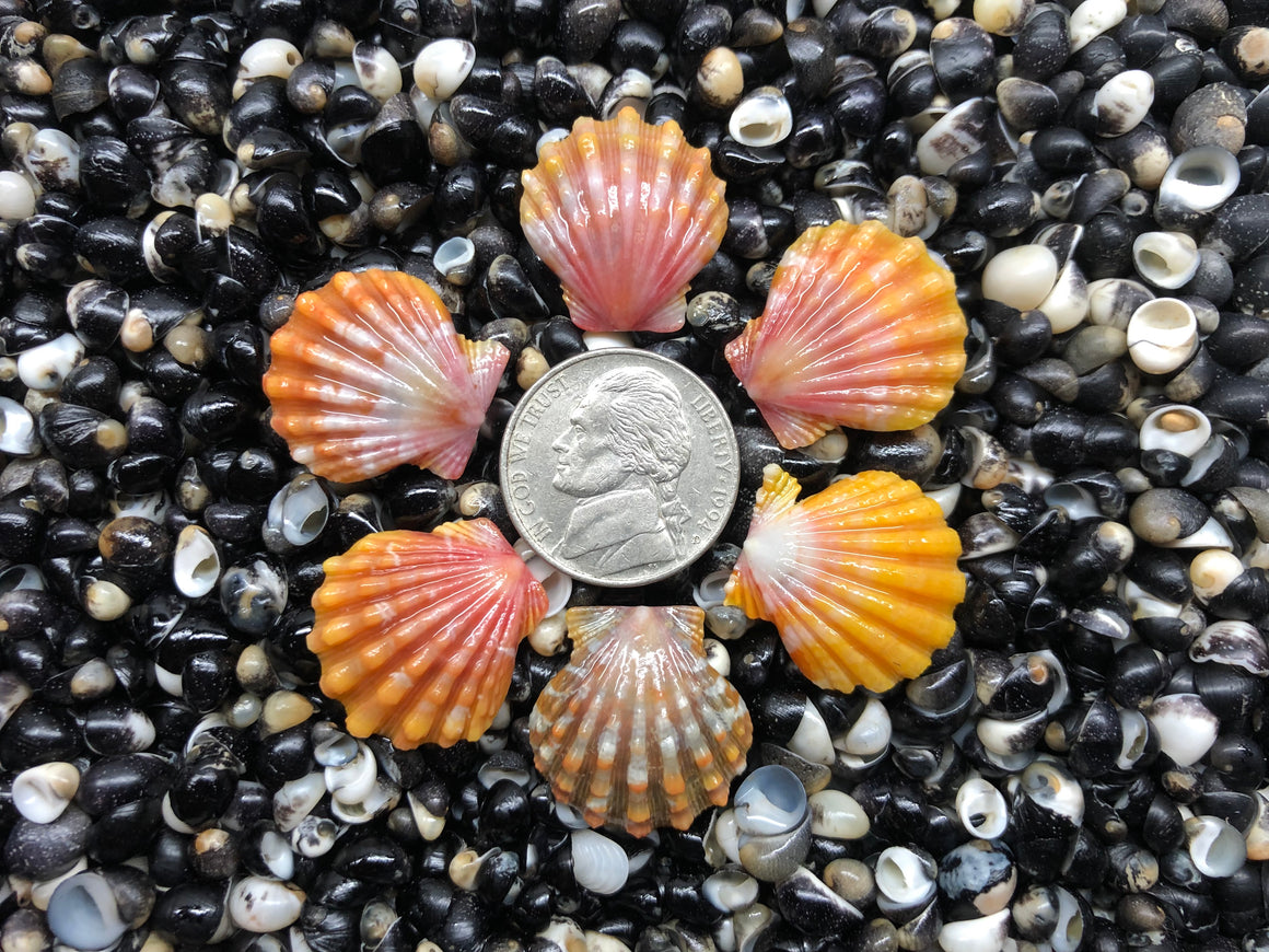 3106 lot of sunrise shells