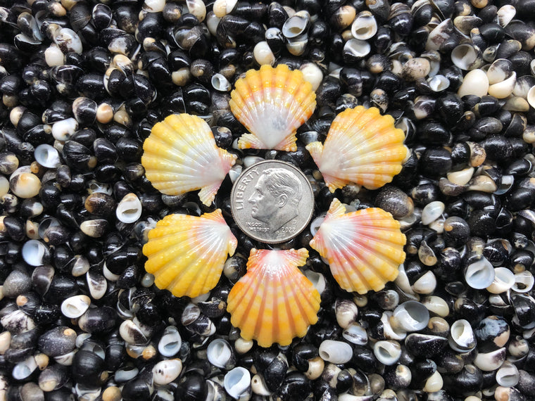 3109 lot of sunrise shells