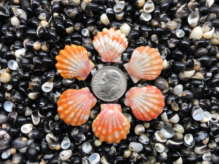 3110 lot of sunrise shells