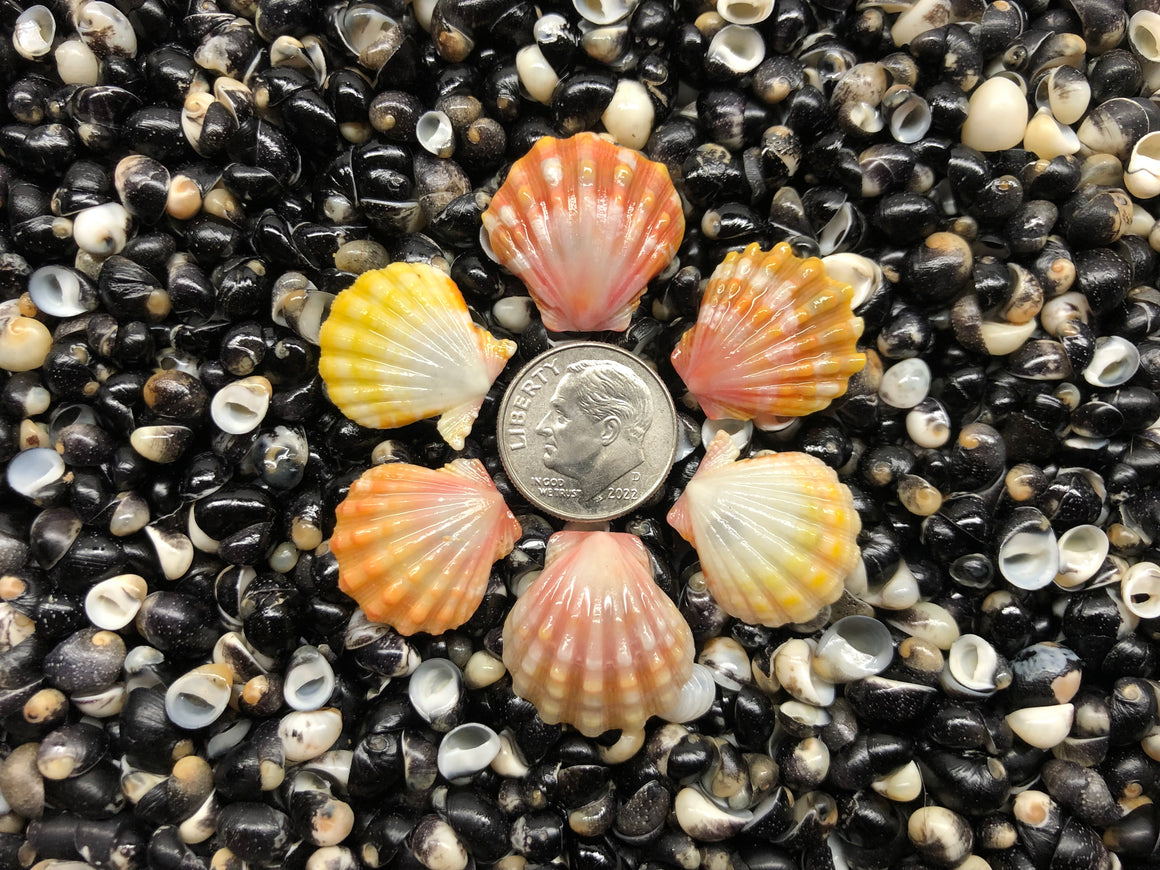 3113 lot of sunrise shells