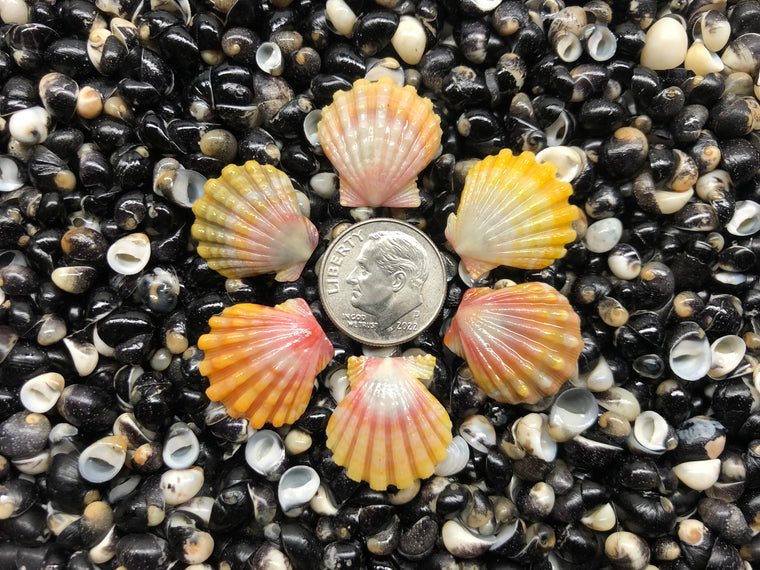 3114 lot of sunrise shells