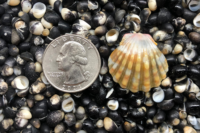 1092 Single Sunrise Shell