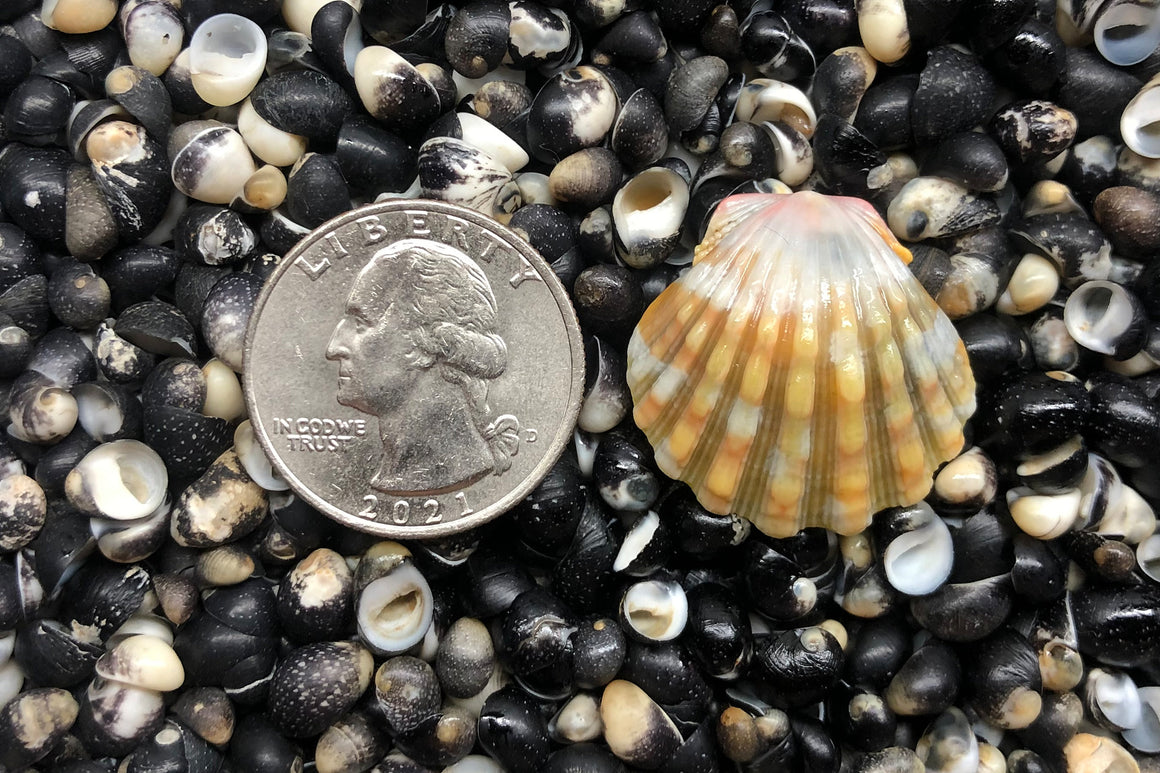 1092 Single Sunrise Shell