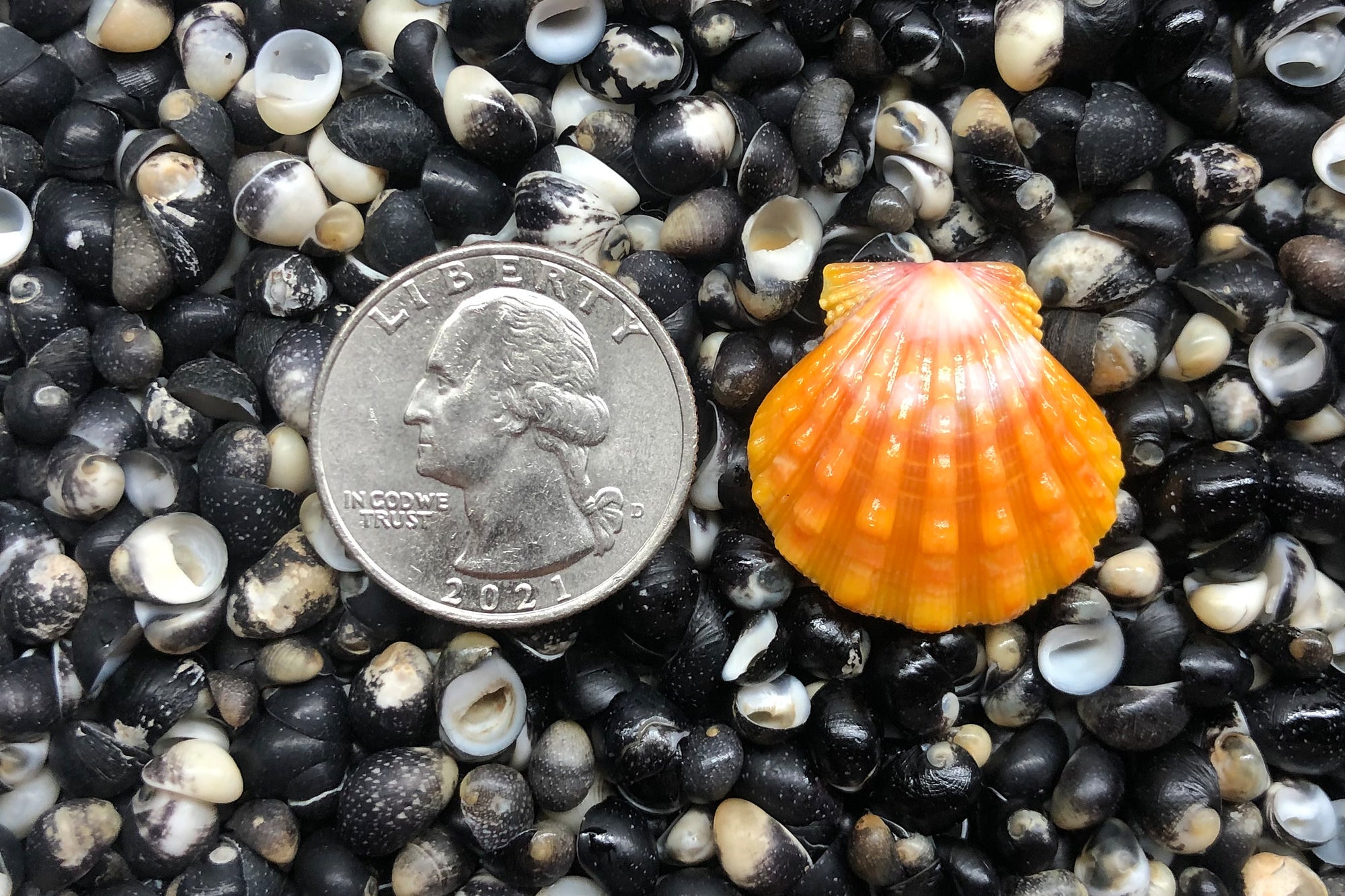 1107 Single Sunrise Shell