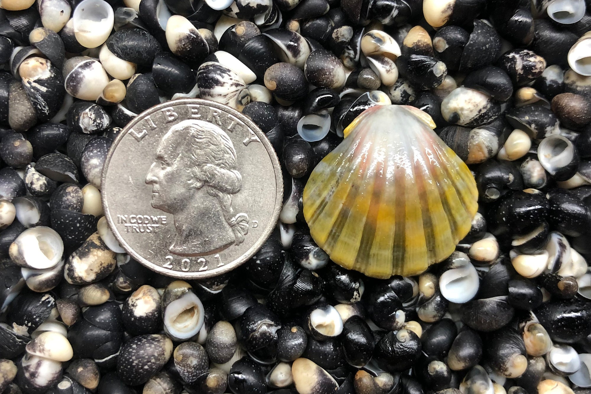 1114 Single Sunrise Shell