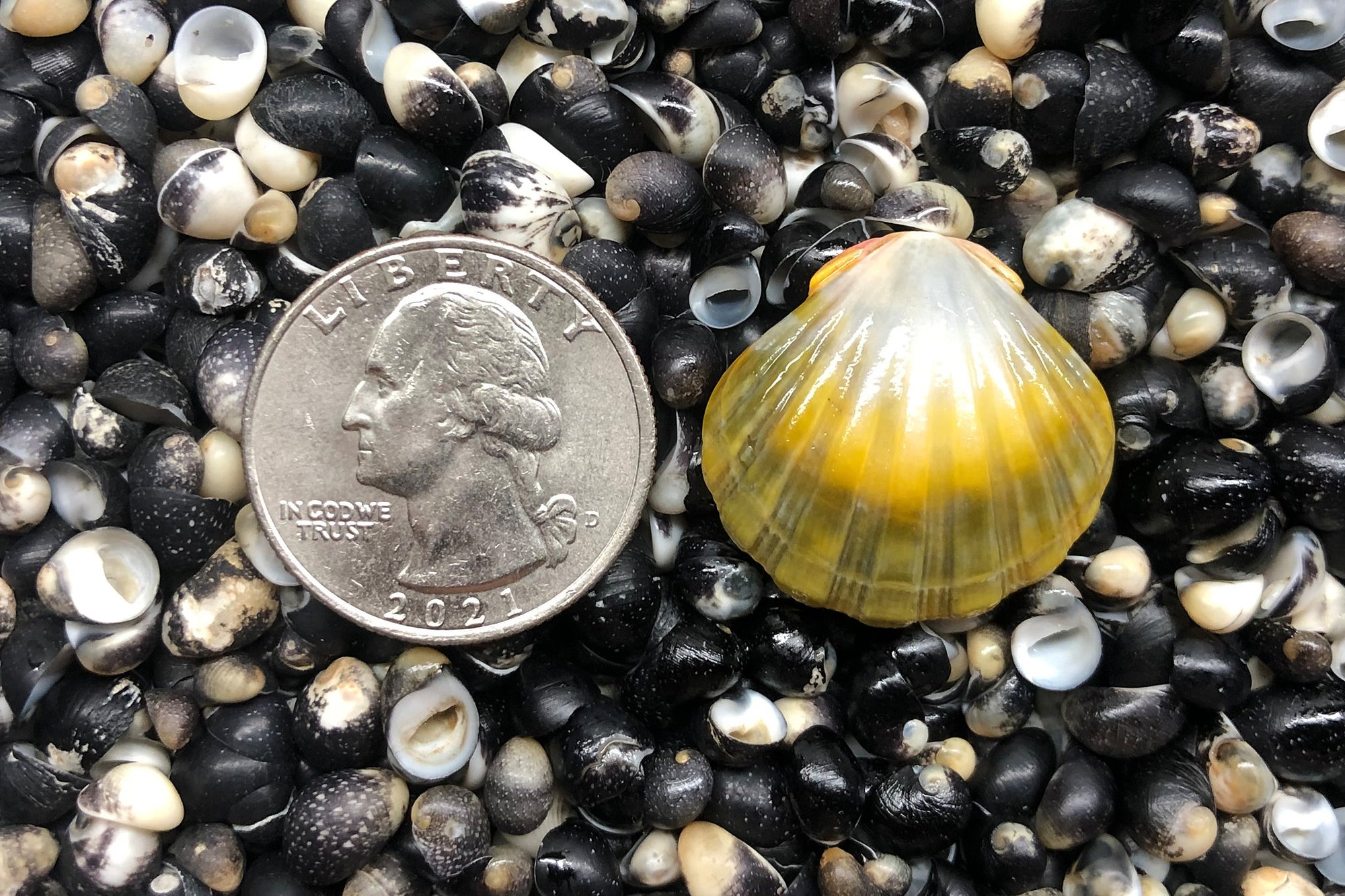 1119 Single Sunrise Shell