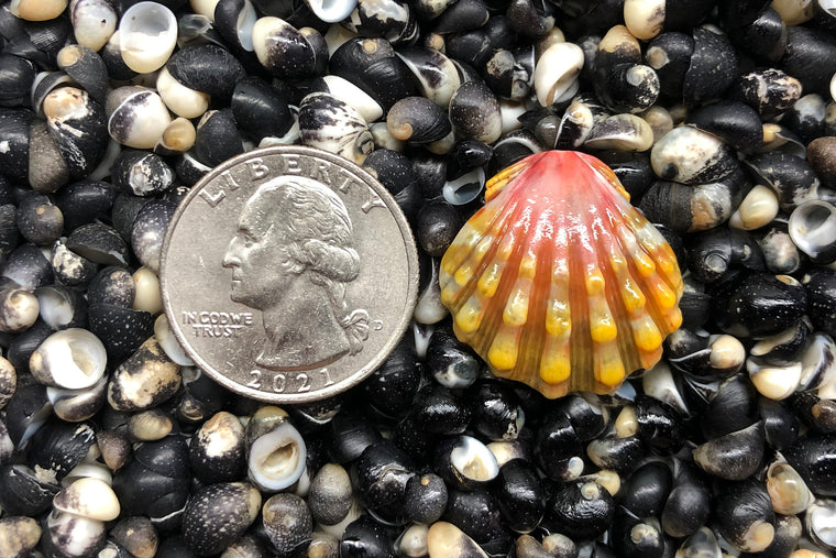 1125 Single Sunrise Shell