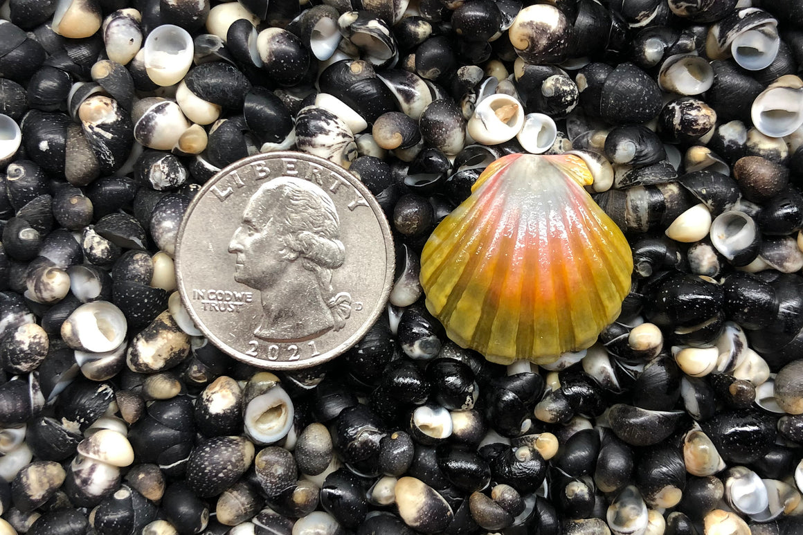 1141 Single Sunrise Shell