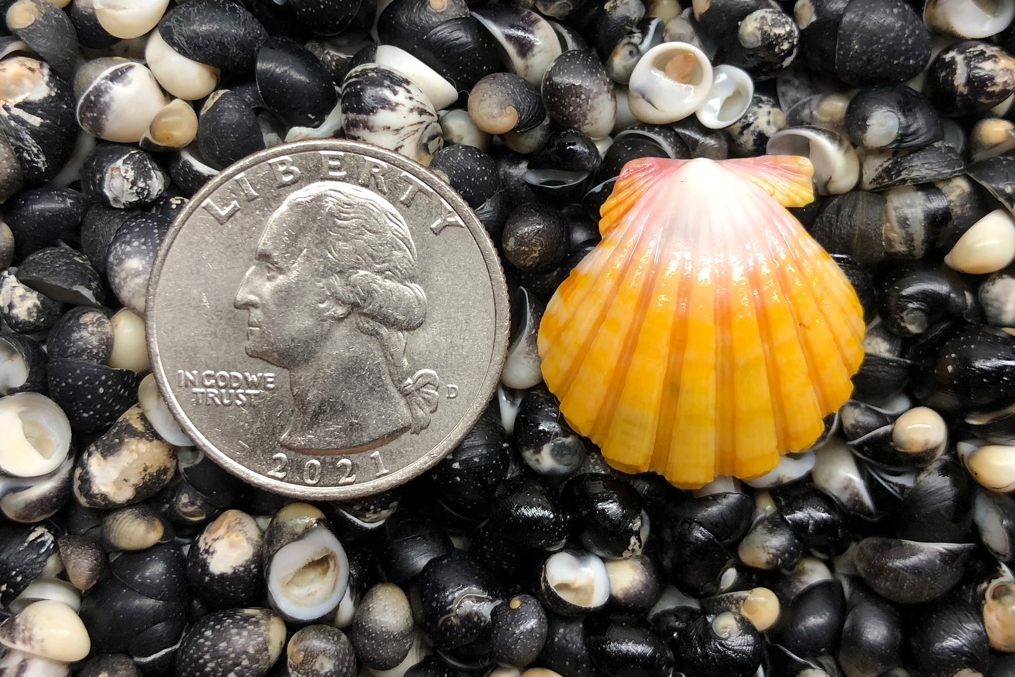 1142 Single Sunrise Shell