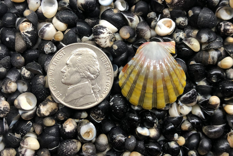 1157 Single Sunrise Shell