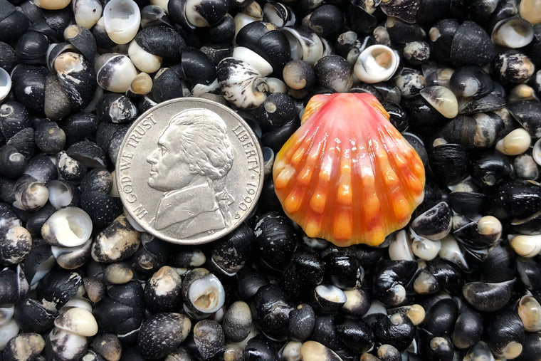 1163 Single Sunrise Shell