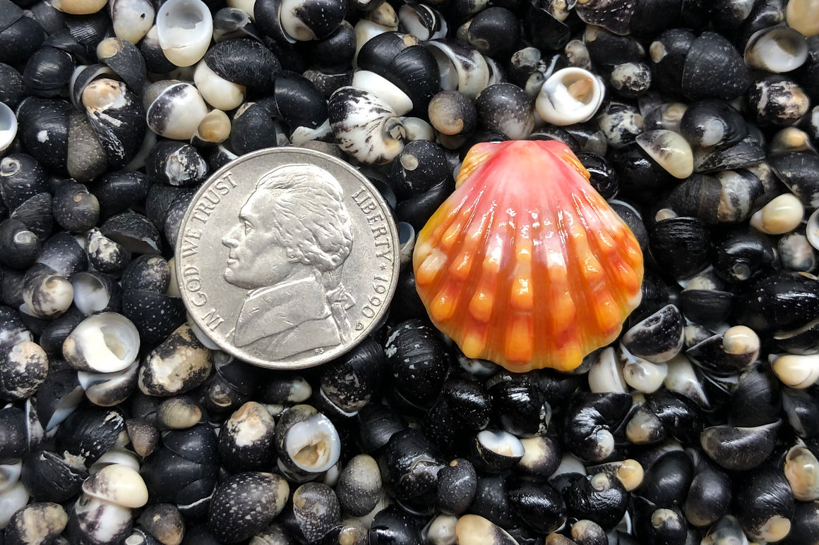 1163 Single Sunrise Shell