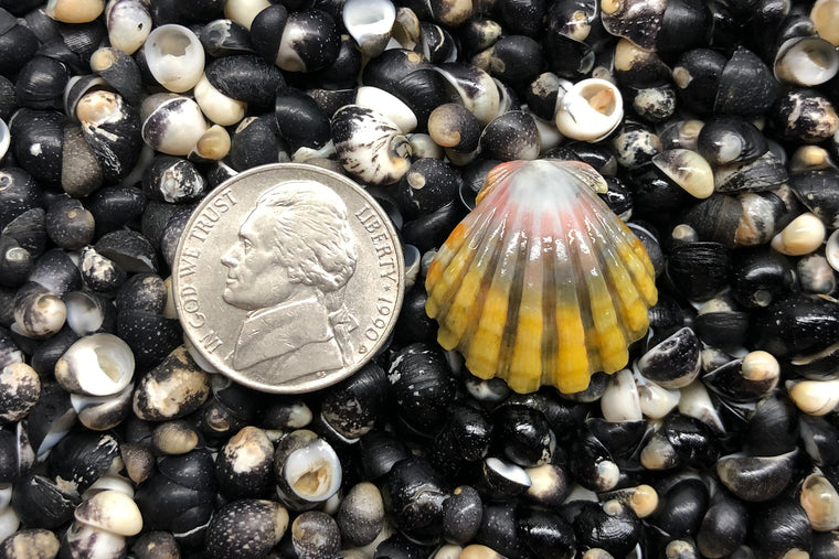 1168 Single Sunrise Shell