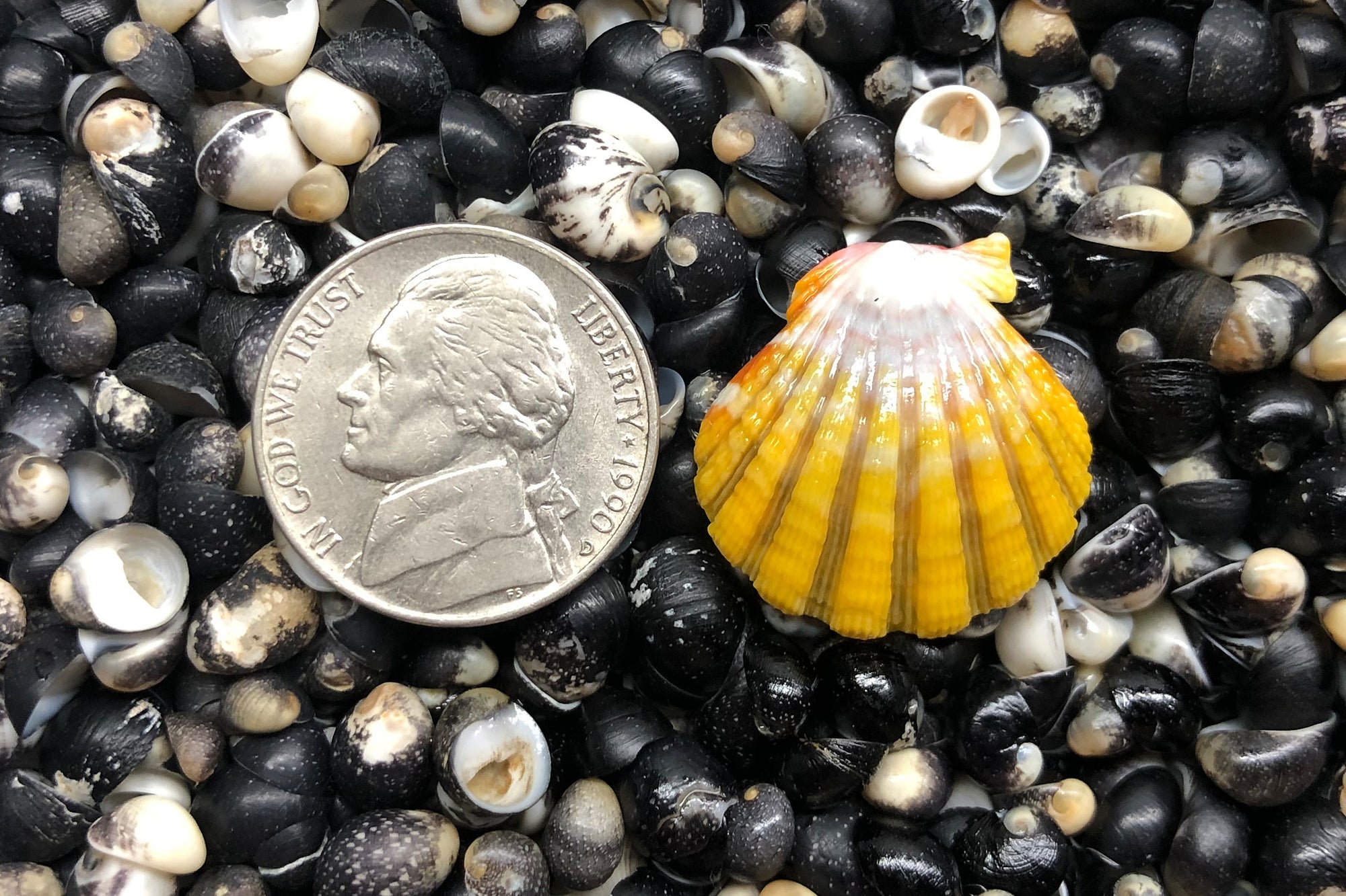 1173 Single Sunrise Shell