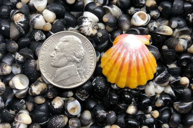 1174 Single Sunrise Shell