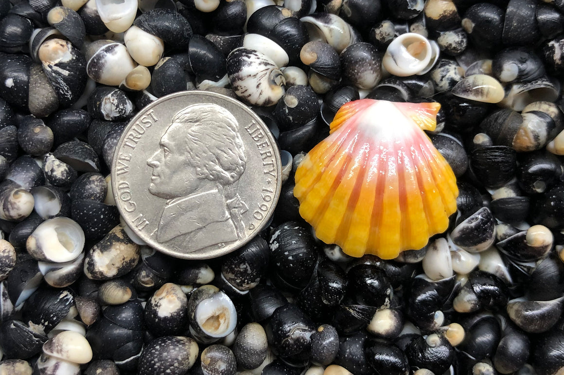 1174 Single Sunrise Shell