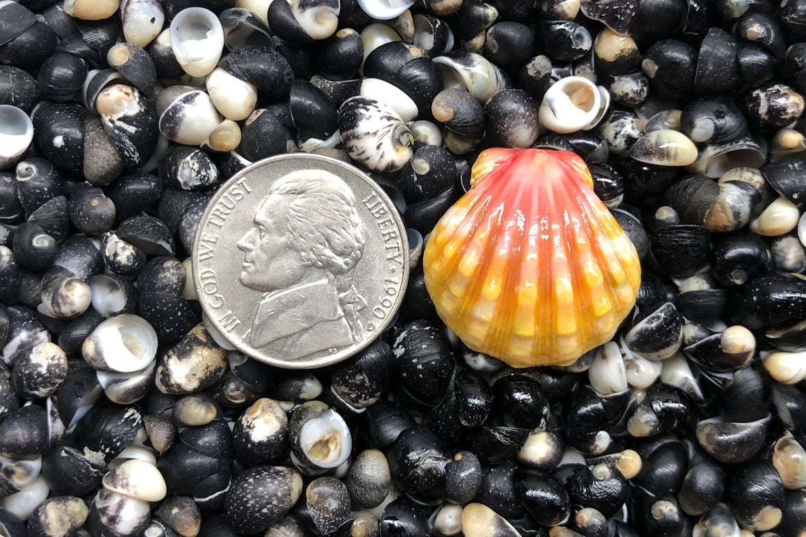 1175 Single Sunrise Shell