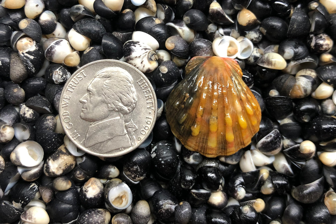 1182 Single Sunrise Shell