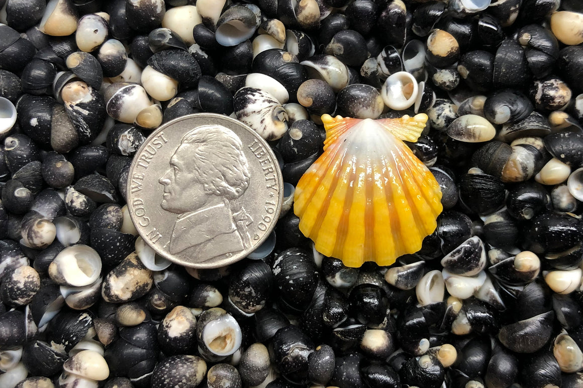 1191 Single Sunrise Shell