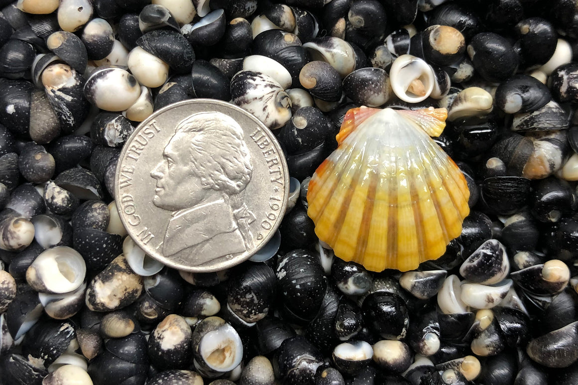 1196 Single Sunrise Shell