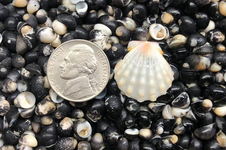 1199 Single Sunrise Shell