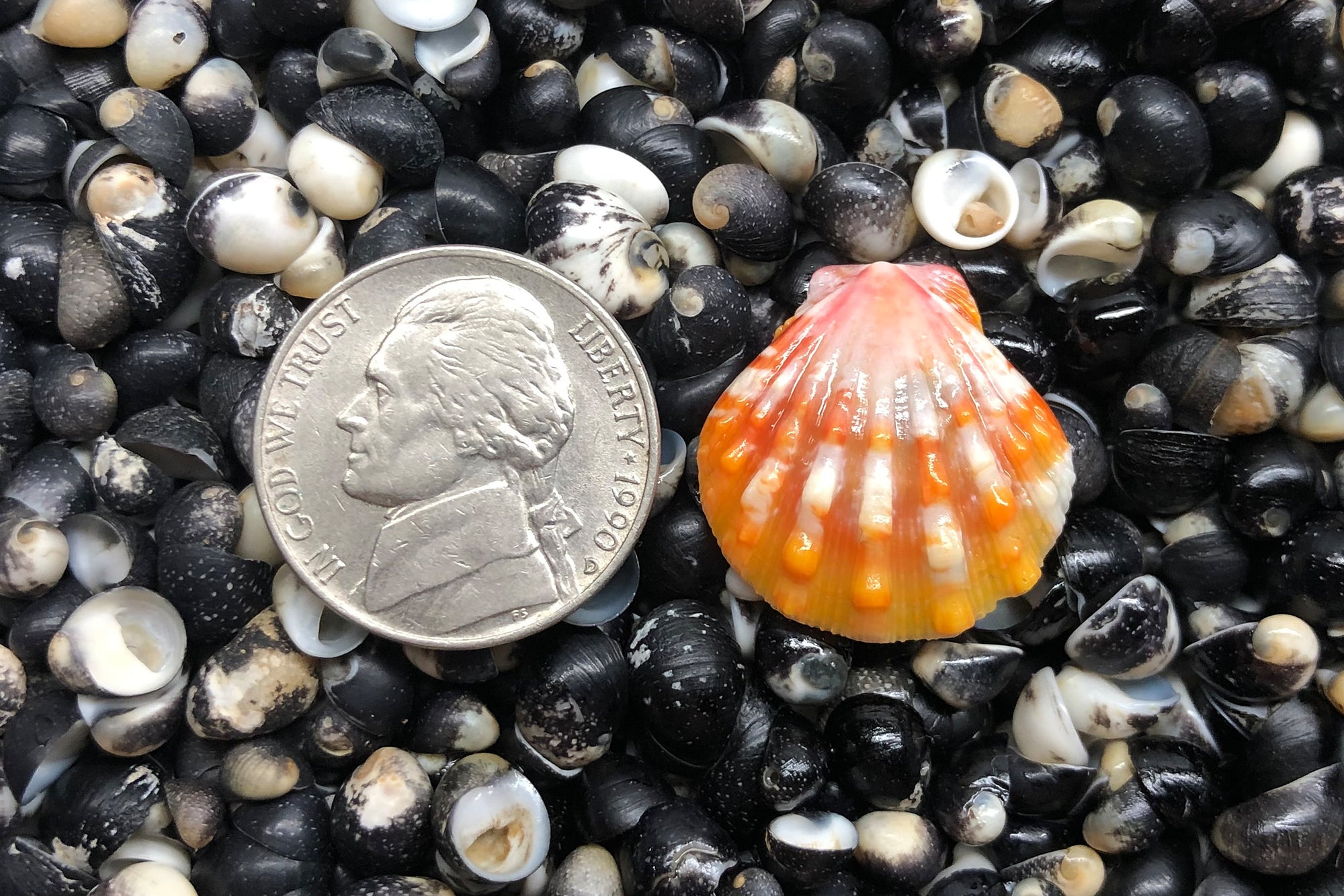 1202 Single Sunrise Shell