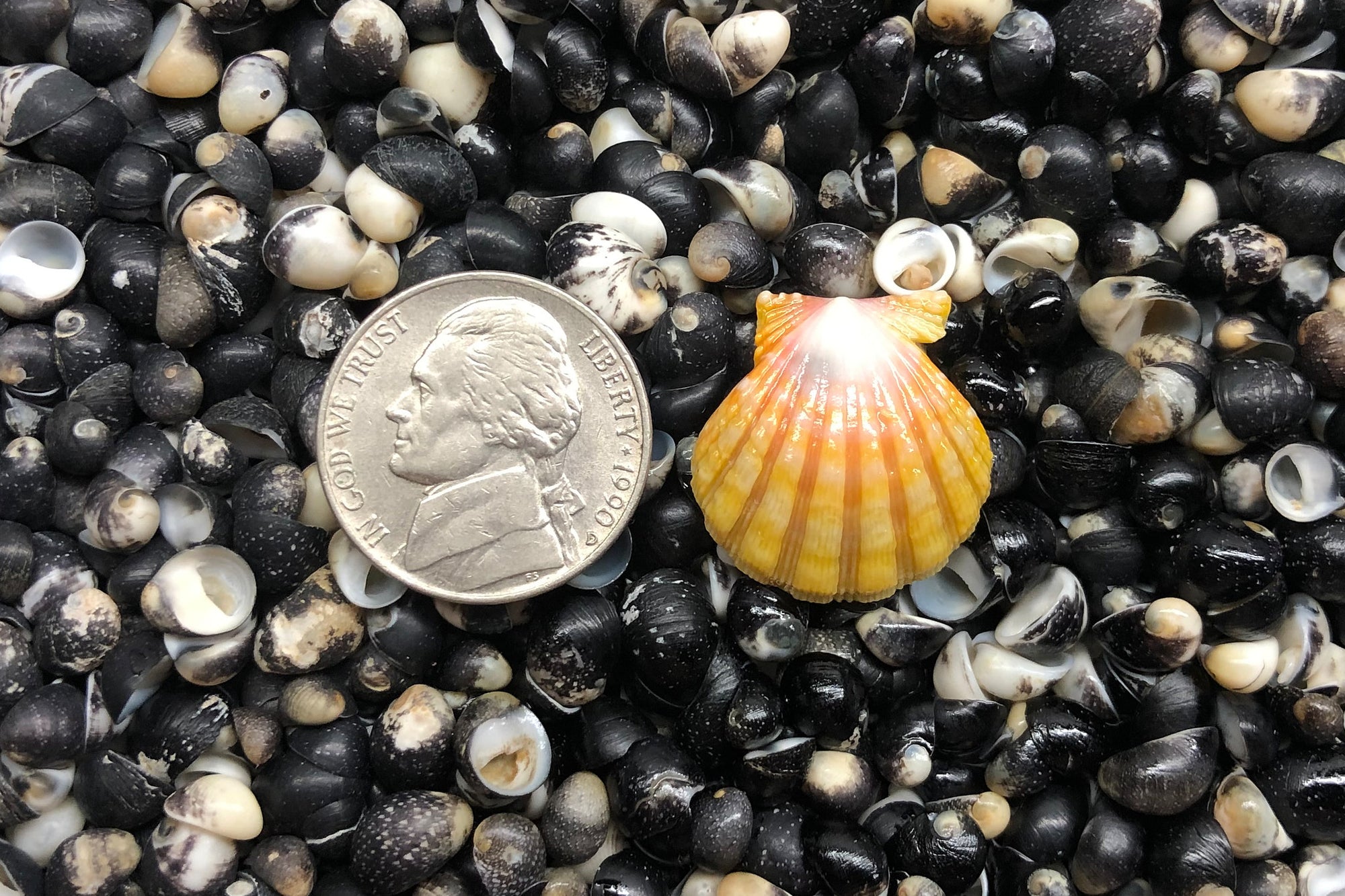 1219 Single Sunrise Shell