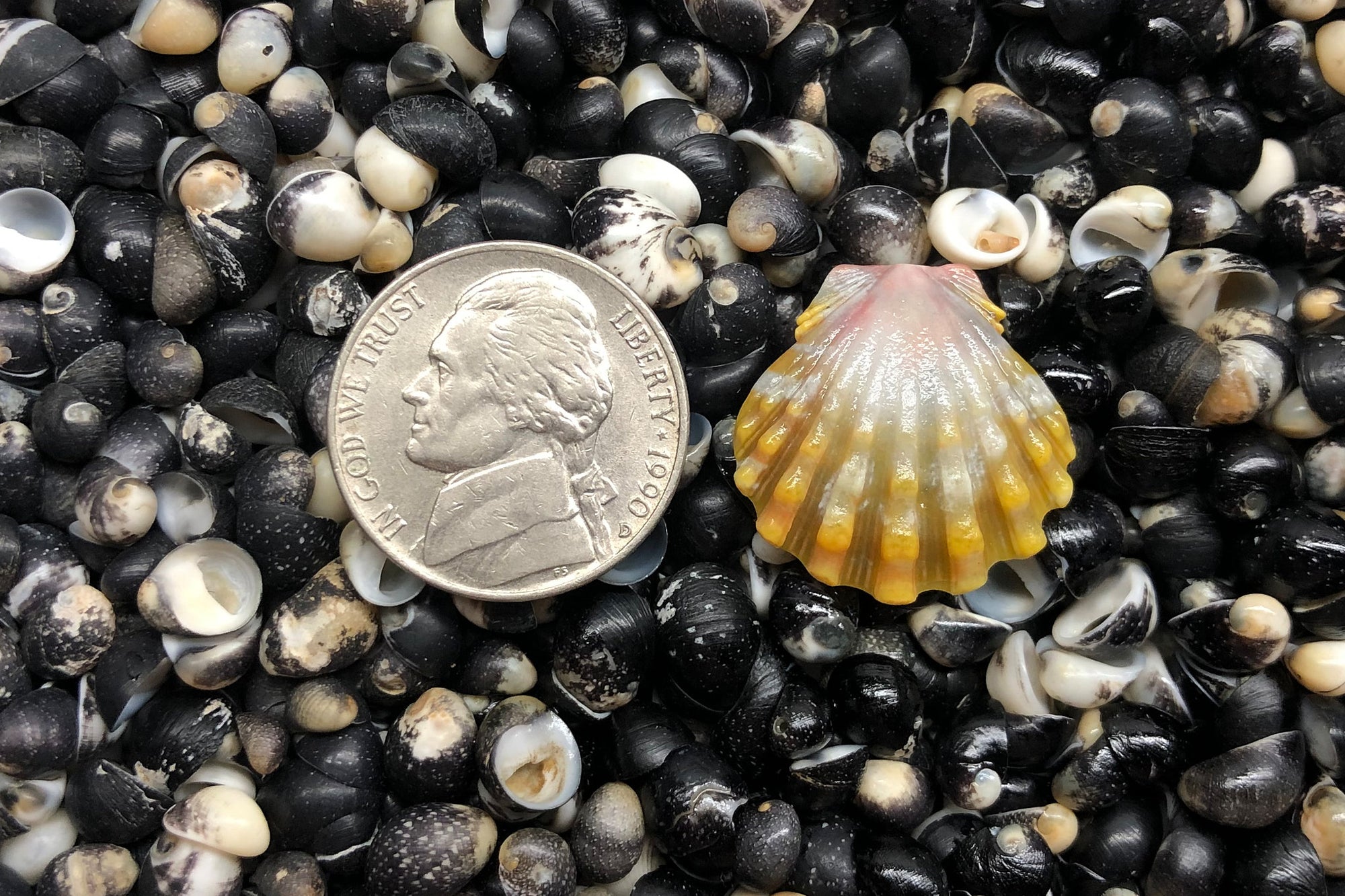 1221 Single Sunrise Shell