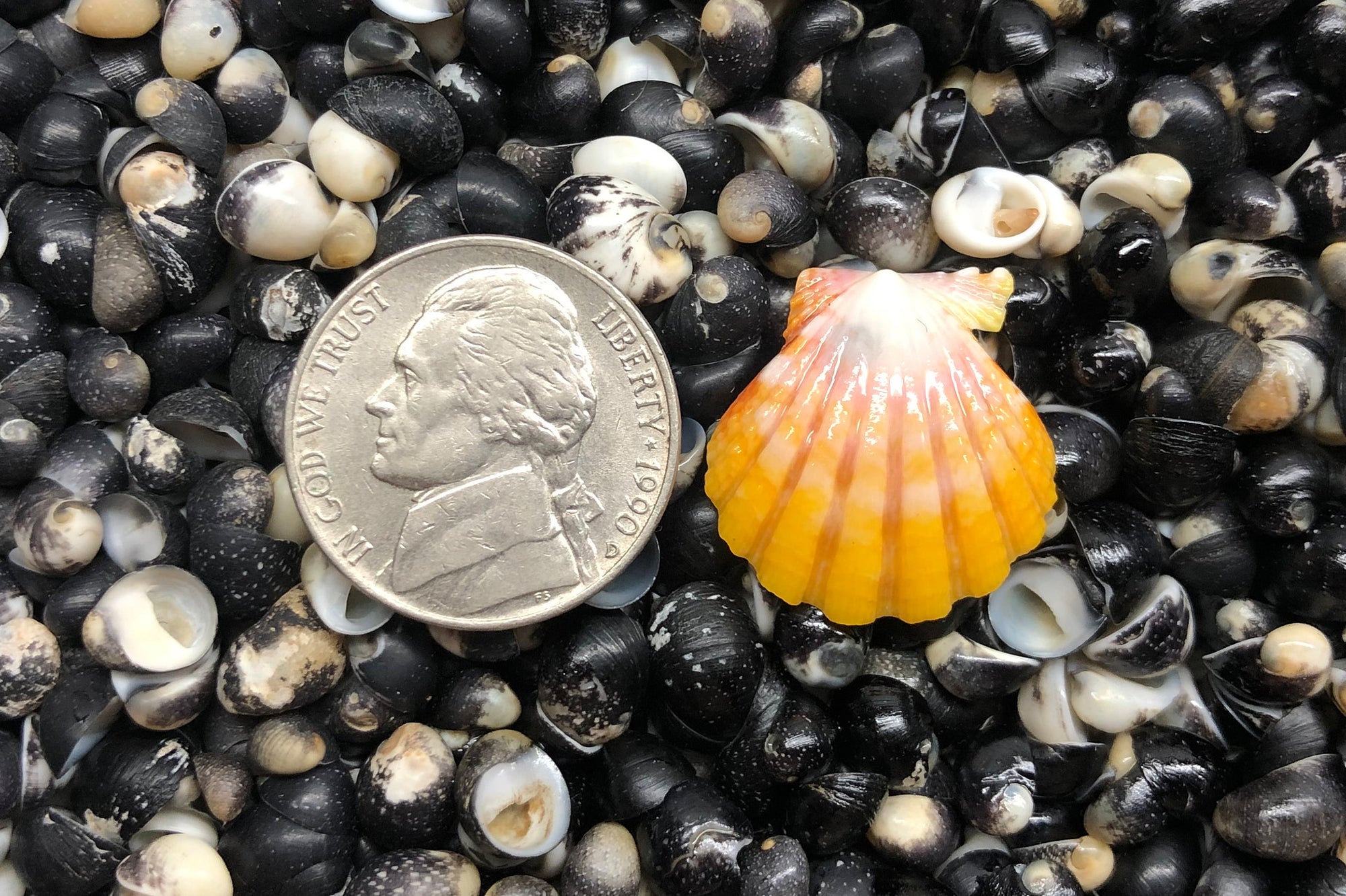 1230 Single Sunrise Shell