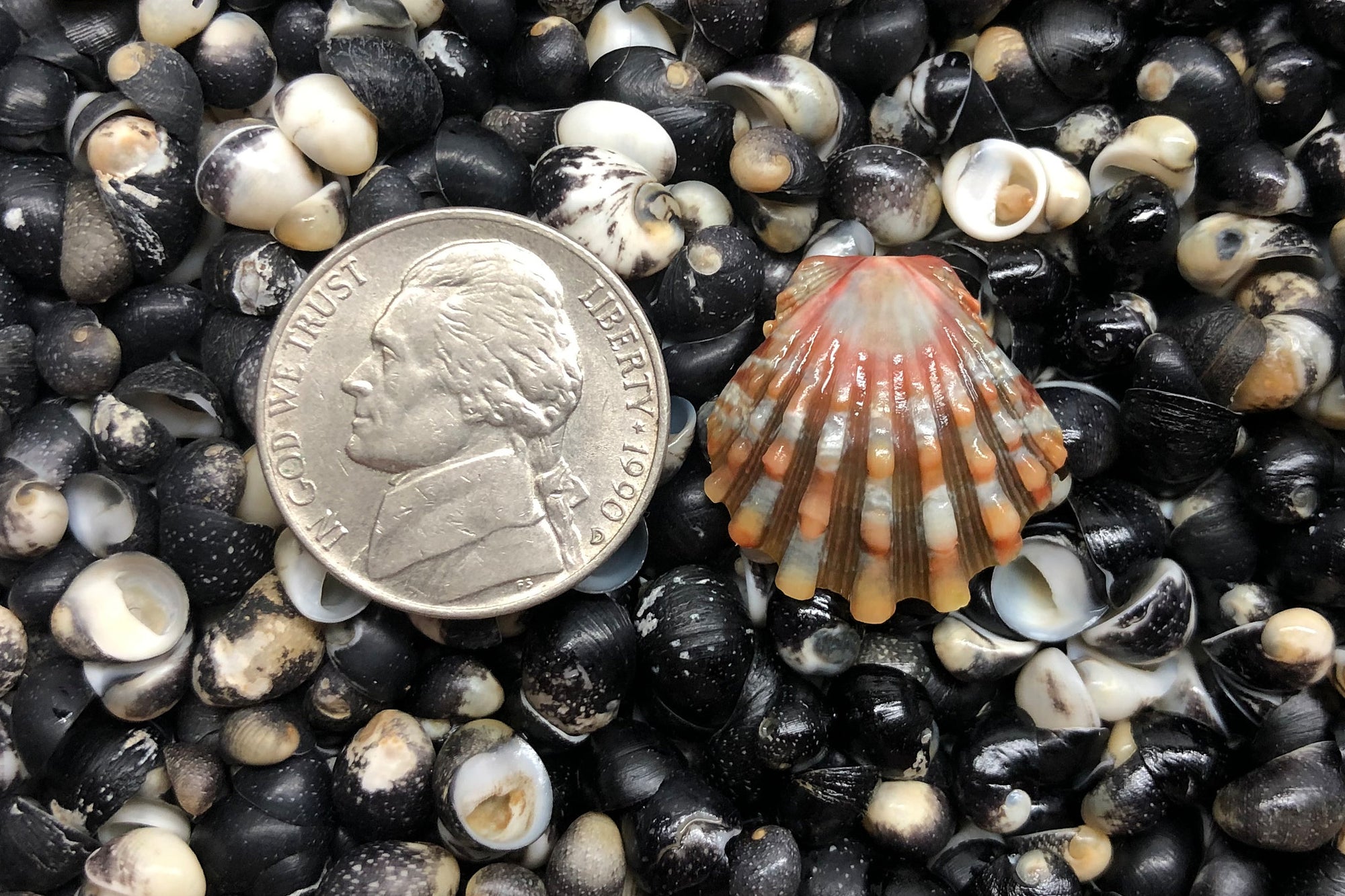 1233 Single Sunrise Shell