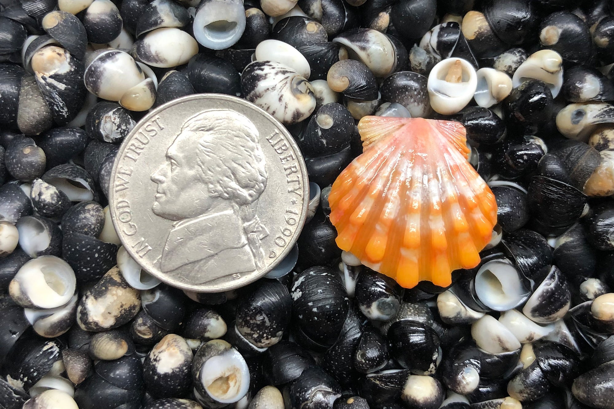 1241 Single Sunrise Shell