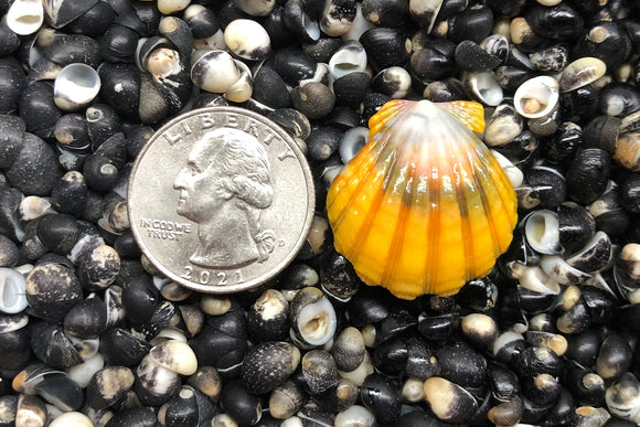 $40 Shells