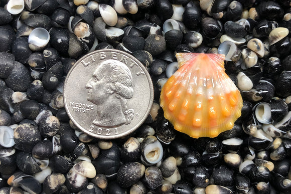 Single Shell