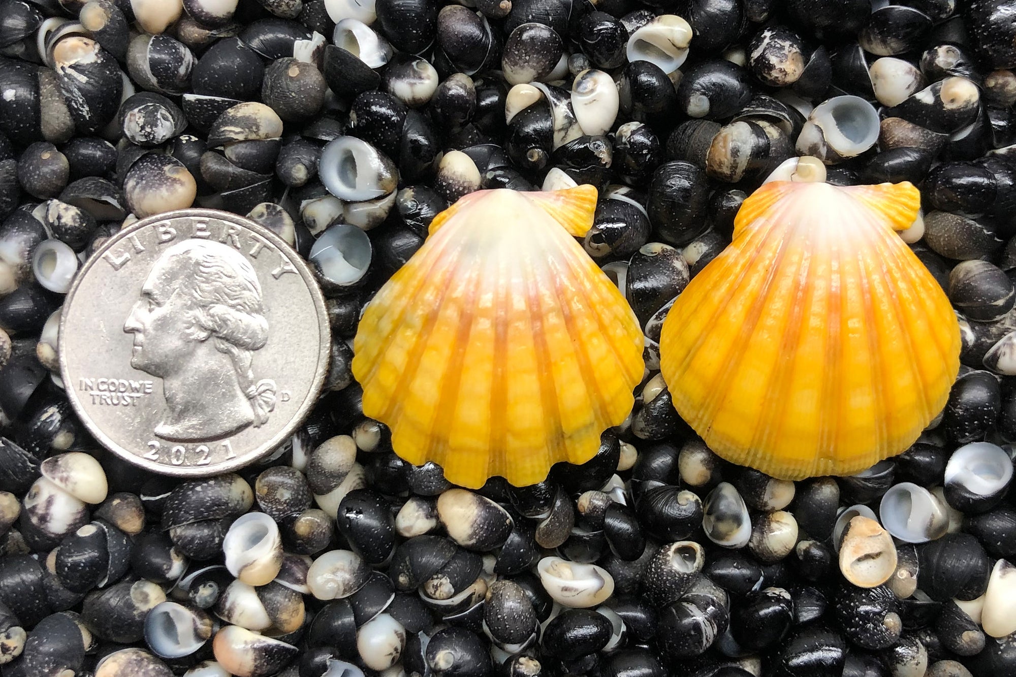 1346 Matched Earrings