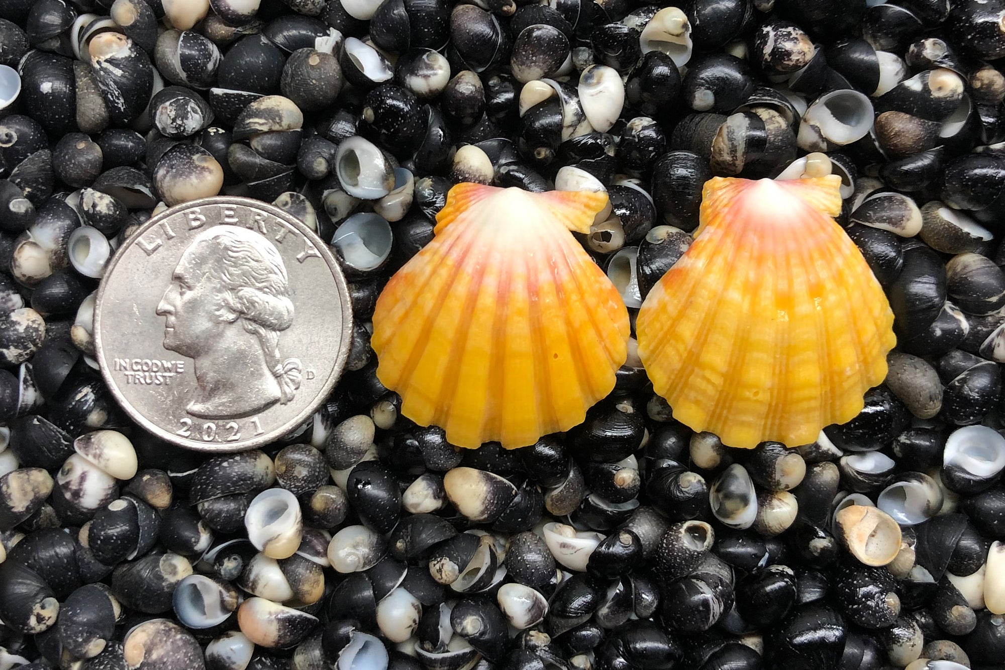 1351 Matched Earrings