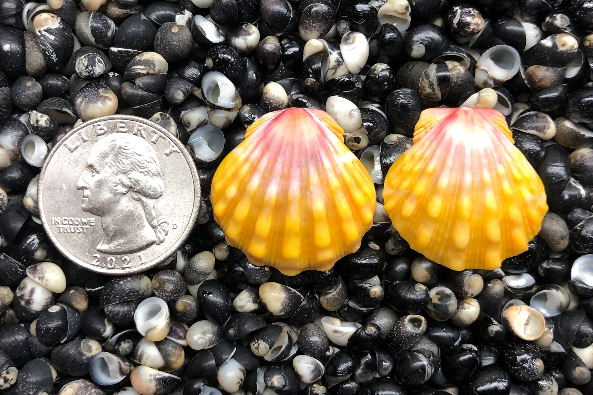 1352 Matched Earrings