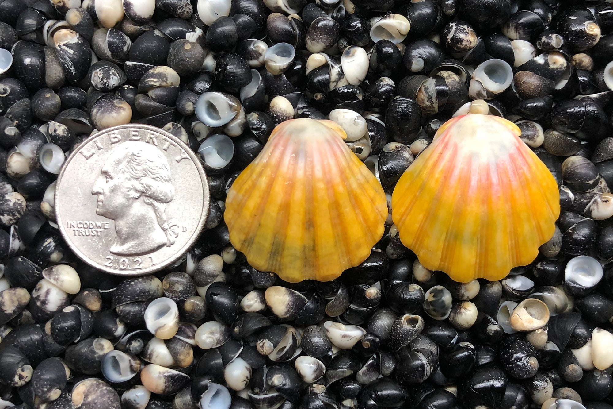 1357 Matched Earrings