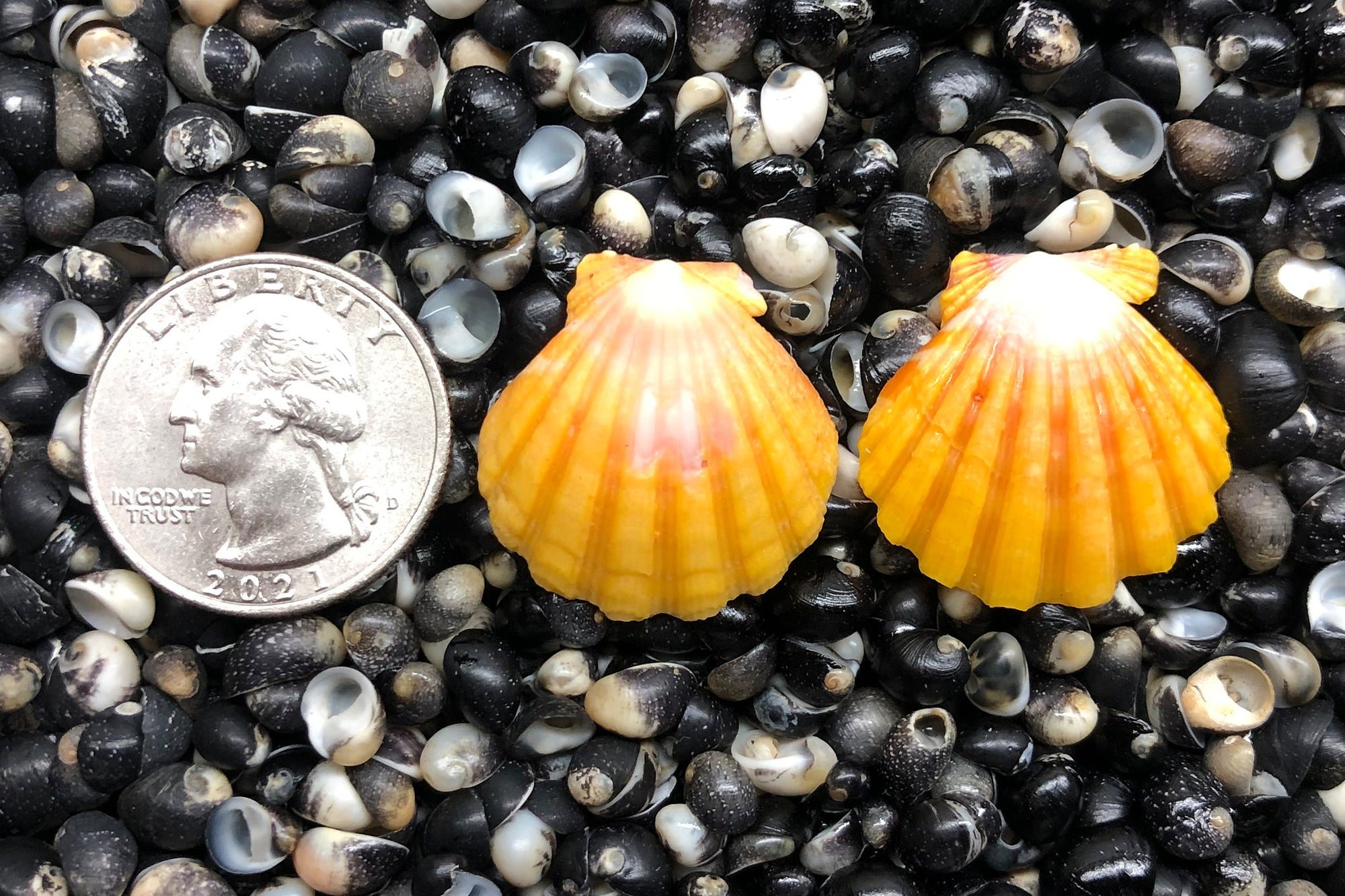 1366 Matched Earrings